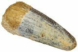 Juvenile Fossil Spinosaurus Tooth - Real Dinosaur Tooth #348702-1